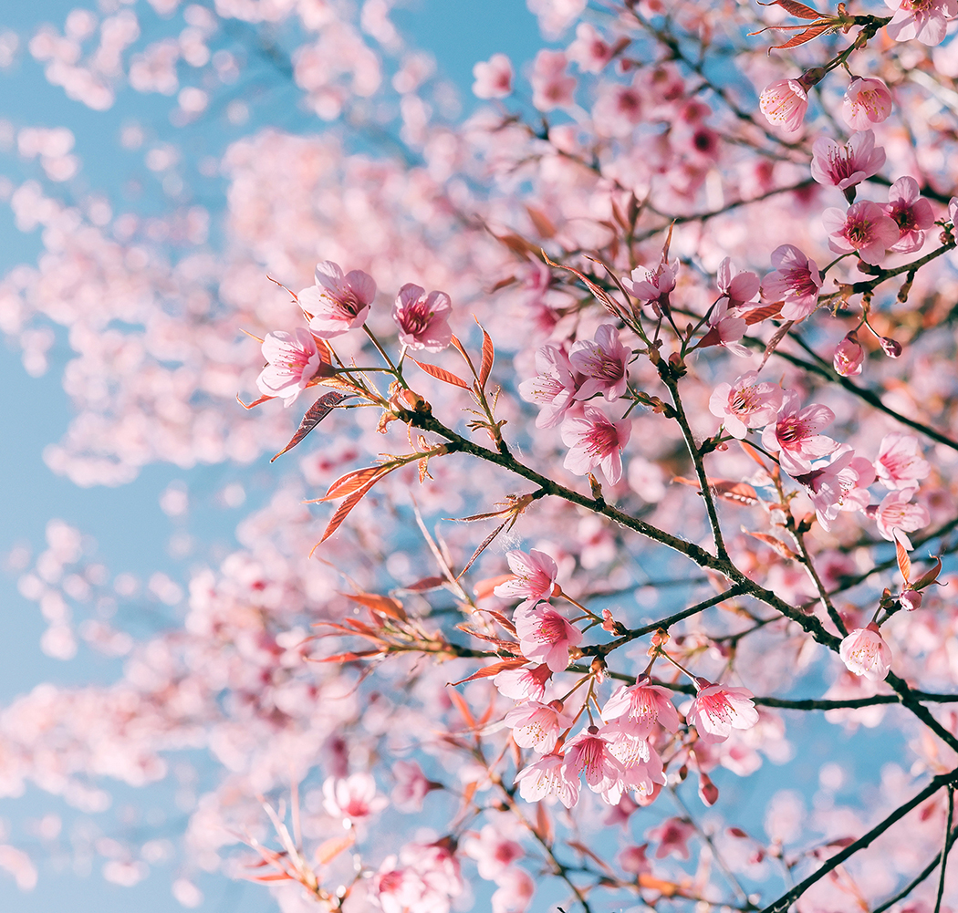 4d1df9deef0f4393a53eac8b70cf6556